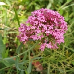 Centranthus ruber (Red Valerian, Kiss-me-quick, Jupiter's Beard) at Wanniassa Hill - 2 Feb 2023 by KumikoCallaway