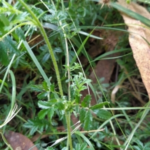 Acaena novae-zelandiae at Fadden, ACT - 2 Feb 2023