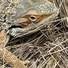 Pogona barbata (Eastern Bearded Dragon) at Hughes, ACT - 3 Feb 2023 by KL