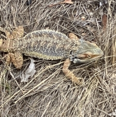 Pogona barbata at Hughes, ACT - suppressed