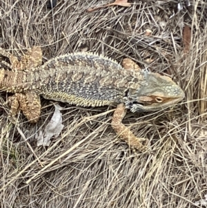 Pogona barbata at Hughes, ACT - suppressed