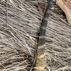 Pogona barbata at Hughes, ACT - suppressed