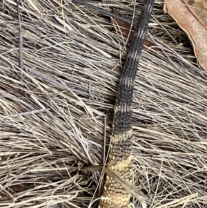 Pogona barbata at Hughes, ACT - 3 Feb 2023