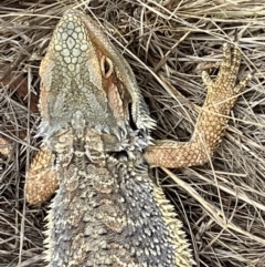 Pogona barbata at Hughes, ACT - suppressed