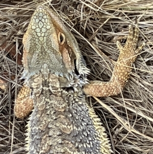 Pogona barbata at Hughes, ACT - 3 Feb 2023