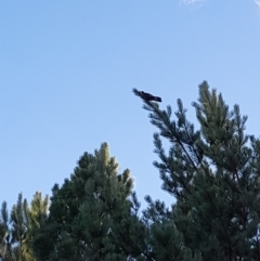 Zanda funerea (Yellow-tailed Black-Cockatoo) at Coree, ACT - 3 Feb 2023 by VanceLawrence