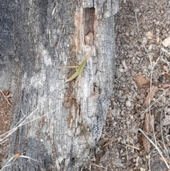 Acrida conica (Giant green slantface) at Coree, ACT - 3 Feb 2023 by VanceLawrence