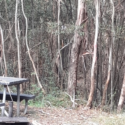 Rhipidura albiscapa (Grey Fantail) at Coree, ACT - 3 Feb 2023 by VanceLawrence