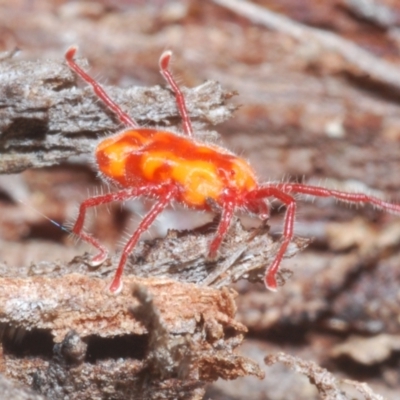 Erythraeidae (family) (Erythraeid mite) at Namadgi National Park - 1 Feb 2023 by Harrisi