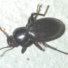 Apasis sp. (genus) (Darkling beetle) at Namadgi National Park - 1 Feb 2023 by Harrisi