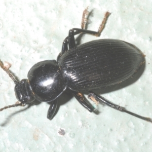 Apasis sp. (genus) at Cotter River, ACT - 1 Feb 2023 01:34 PM