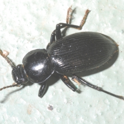 Apasis sp. (genus) (Darkling beetle) at Namadgi National Park - 1 Feb 2023 by Harrisi