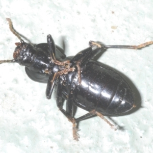 Apasis sp. (genus) at Cotter River, ACT - 1 Feb 2023