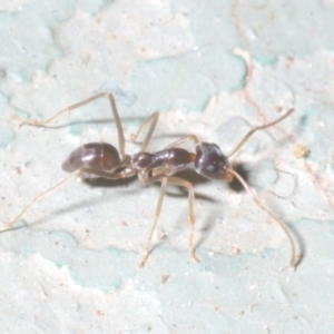 Iridomyrmex sp. (genus) at Cotter River, ACT - 1 Feb 2023