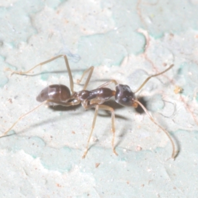 Iridomyrmex sp. (genus) (Ant) at Namadgi National Park - 1 Feb 2023 by Harrisi