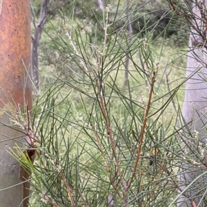 Hakea lissosperma at Wilsons Valley, NSW - 21 Jan 2023