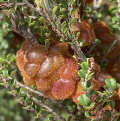 Tanaostigmodes sp. (genus) (Undescribed) (Bossiaea gall wasp) at Kosciuszko National Park - 21 Jan 2023 by Tapirlord