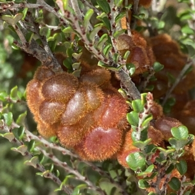 Tanaostigmodes sp. (genus) (Undescribed) (Bossiaea gall wasp) at Kosciuszko National Park - 21 Jan 2023 by Tapirlord