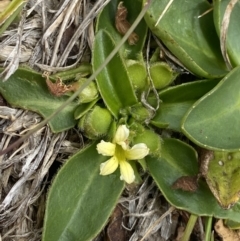 Goodenia montana (Mountain Velleia) at Wilsons Valley, NSW - 21 Jan 2023 by Tapirlord
