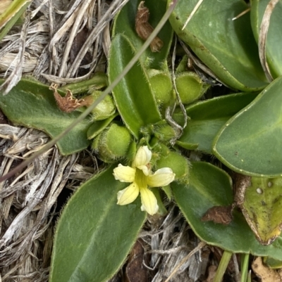 Velleia montana (Mountain Velleia) at Wilsons Valley, NSW - 21 Jan 2023 by Tapirlord