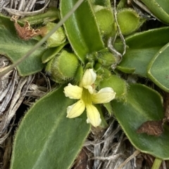 Goodenia montana at Wilsons Valley, NSW - 21 Jan 2023