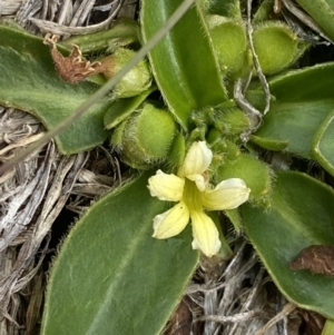 Goodenia montana at Wilsons Valley, NSW - 21 Jan 2023