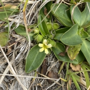 Goodenia montana at Wilsons Valley, NSW - 21 Jan 2023