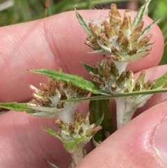 Euchiton limosus at Wilsons Valley, NSW - 21 Jan 2023