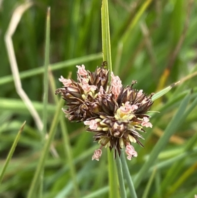 Juncus falcatus (Sickle-leaf Rush) at Kosciuszko National Park - 21 Jan 2023 by Tapirlord