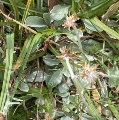 Argyrotegium poliochlorum (Grey-Green Cottonleaf) at Wilsons Valley, NSW - 21 Jan 2023 by Tapirlord