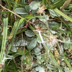 Argyrotegium poliochlorum at Wilsons Valley, NSW - 21 Jan 2023