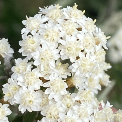 Ozothamnus secundiflorus (Cascade Everlasting) at Wilsons Valley, NSW - 21 Jan 2023 by Tapirlord