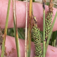 Carex gaudichaudiana (Fen Sedge) at Wilsons Valley, NSW - 21 Jan 2023 by Tapirlord