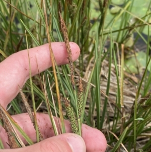 Carex gaudichaudiana at Wilsons Valley, NSW - 21 Jan 2023 03:40 PM