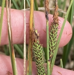 Carex gaudichaudiana at Wilsons Valley, NSW - 21 Jan 2023 03:40 PM