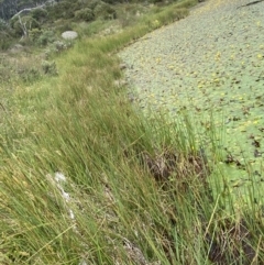 Carex gaudichaudiana at Wilsons Valley, NSW - 21 Jan 2023 03:40 PM