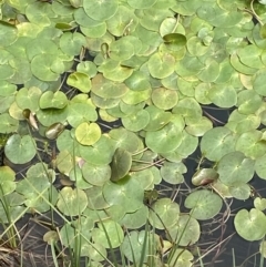 Nymphoides montana (Marshwort) at Wilsons Valley, NSW - 21 Jan 2023 by Tapirlord