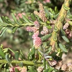 Podocarpus lawrencei (Mountain Plum Pine) at Wilsons Valley, NSW - 21 Jan 2023 by Tapirlord