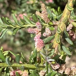 Podocarpus lawrencei at Wilsons Valley, NSW - 21 Jan 2023 02:12 PM