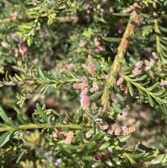 Podocarpus lawrencei at Wilsons Valley, NSW - 21 Jan 2023 02:12 PM