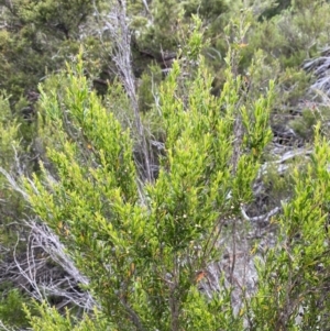 Leptospermum obovatum at Wilsons Valley, NSW - 21 Jan 2023