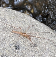 Tetragnatha sp. (genus) (Long-jawed spider) at Kosciuszko National Park - 21 Jan 2023 by Tapirlord