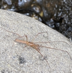 Tetragnatha sp. (genus) (Long-jawed spider) at Wilsons Valley, NSW - 21 Jan 2023 by Tapirlord