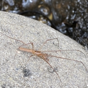 Tetragnatha sp. (genus) at Wilsons Valley, NSW - 21 Jan 2023