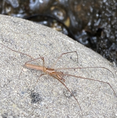 Tetragnatha sp. (genus) (Long-jawed spider) at Wilsons Valley, NSW - 21 Jan 2023 by Tapirlord