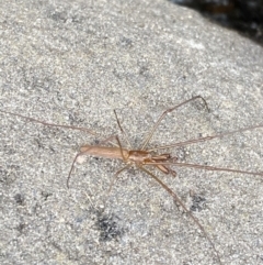 Tetragnatha sp. (genus) at Wilsons Valley, NSW - 21 Jan 2023