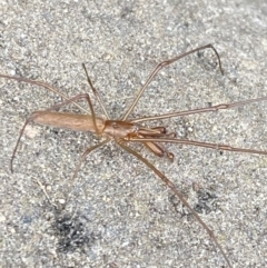 Tetragnatha sp. (genus) at Wilsons Valley, NSW - 21 Jan 2023