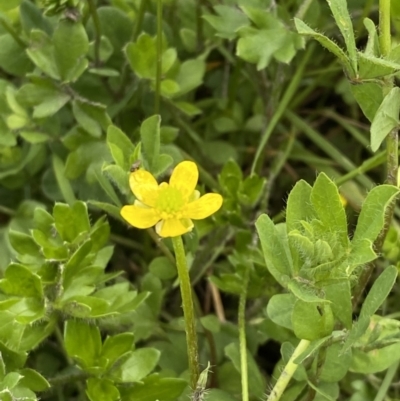 Ranunculus pimpinellifolius (Bog Buttercup) at Wilsons Valley, NSW - 21 Jan 2023 by Tapirlord