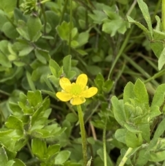 Ranunculus pimpinellifolius at Wilsons Valley, NSW - 21 Jan 2023 02:05 PM