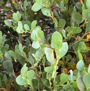 Acacia alpina at Wilsons Valley, NSW - 21 Jan 2023